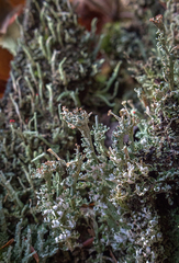 Cladonia phyllophora