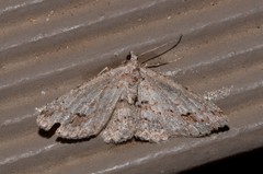 Myrioblephara desumpta