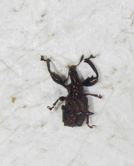 Euscelus inaequalis