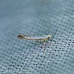 Argyresthia subreticulata