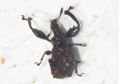 Euscelus inaequalis