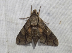 Ceratomia igualana