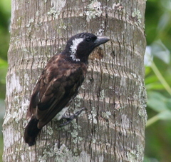 White-Eared Barbet photo 5