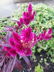 Celosia spicata