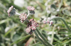 Eriogonum latifolium