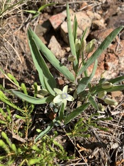 Basananthe sandersonii