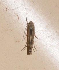 Thiotricha atractodes