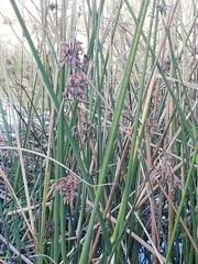 Juncus kraussii