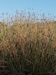 Juncus kraussii