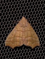 Anomis psamathodes
