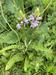 Dactylorhiza fuchsii