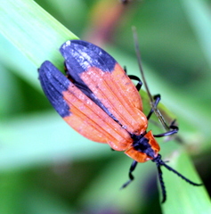 Lycus melanurus