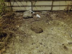 Caprimulgus affinis stictomus