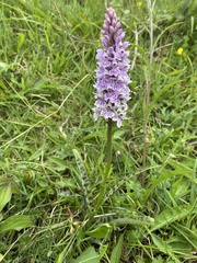 Dactylorhiza fuchsii