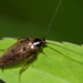 Cucaracha Pardusca - Photo (c) Marina Gorbunova, algunos derechos reservados (CC BY-NC), uploaded by Marina Gorbunova