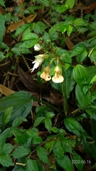 Calanthe alismifolia