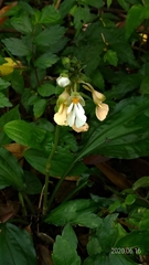 Calanthe alismifolia