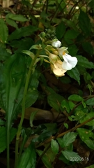 Calanthe alismifolia