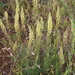 Wild Mignonette - Photo (c) Динасафина, some rights reserved (CC BY-NC), uploaded by Динасафина
