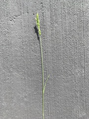 Bromus hordeaceus