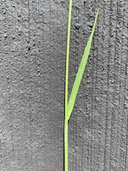 Bromus hordeaceus