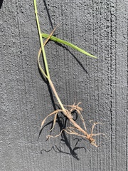 Bromus hordeaceus