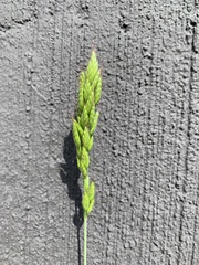 Bromus hordeaceus