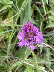 Anacamptis pyramidalis