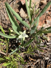 Basananthe sandersonii