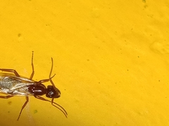 Camponotus