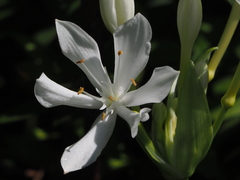 Proiphys amboinensis