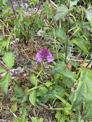 Anacamptis pyramidalis