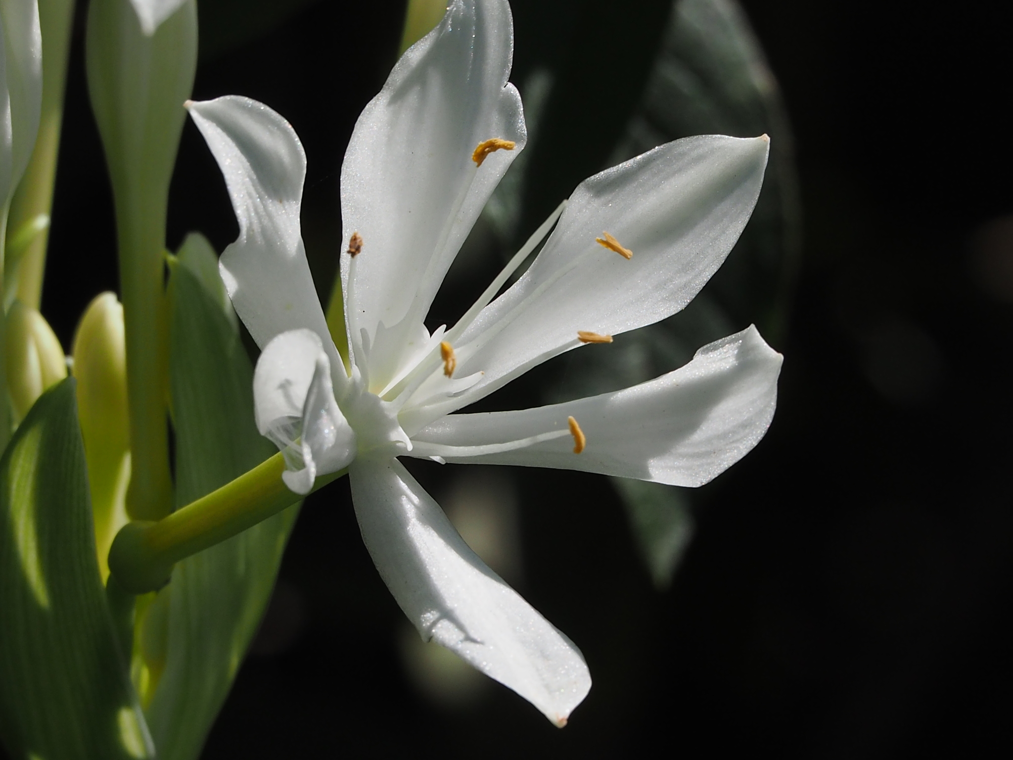 Proiphys amboinensis