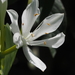 Cardwell Lily - Photo no rights reserved, uploaded by 葉子