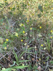 Trifolium dubium