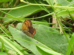 Lycaena helle