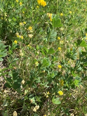Trifolium dubium