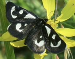 Alypia mariposa