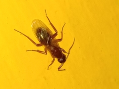 Camponotus