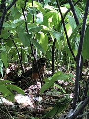 Turdus migratorius image