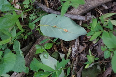 Puccinia sparganioidis
