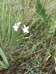 Lithophragma parviflorum