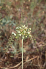 Allium cyrillii