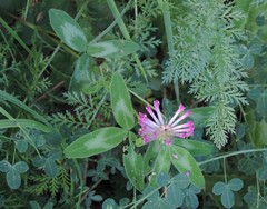Trifolium medium medium