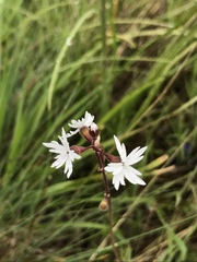 Lithophragma parviflorum