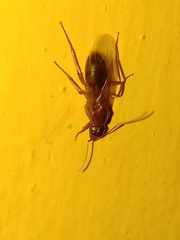 Camponotus