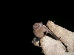 Balantiopteryx plicata