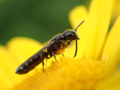 Sapygina decemguttata