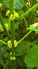 Paraphlomis javanica