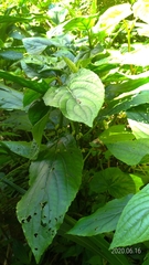 Paraphlomis javanica